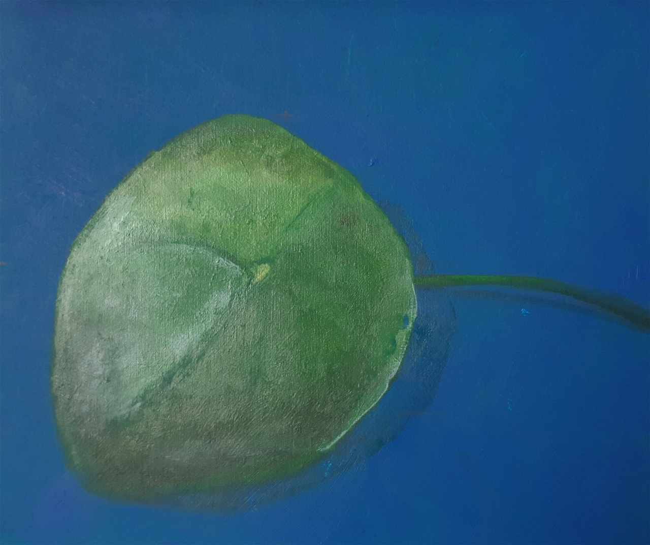 "Pannekoekeplant"